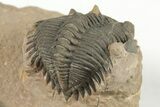 Metacanthina Trilobite - Lghaft, Morocco #204221-3
